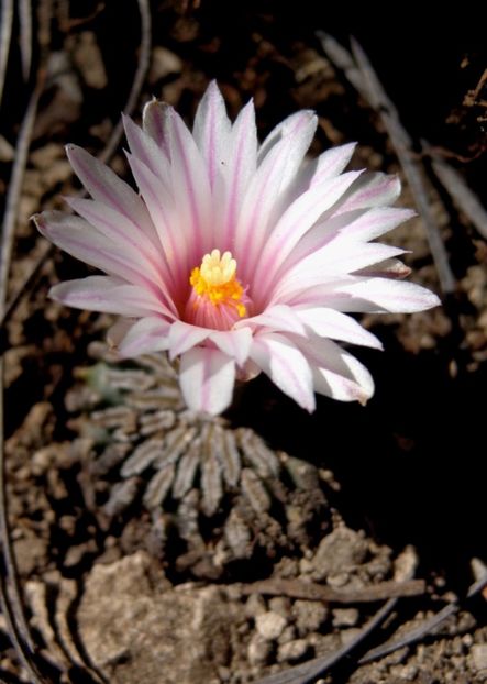  - Turbinicarpus Pseudopectinatus