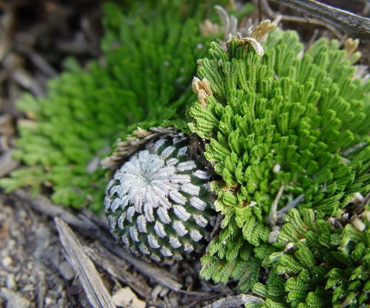  - Turbinicarpus Pseudopectinatus