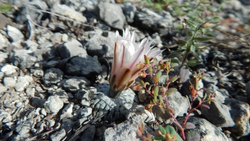  - Turbinicarpus Pseudopectinatus