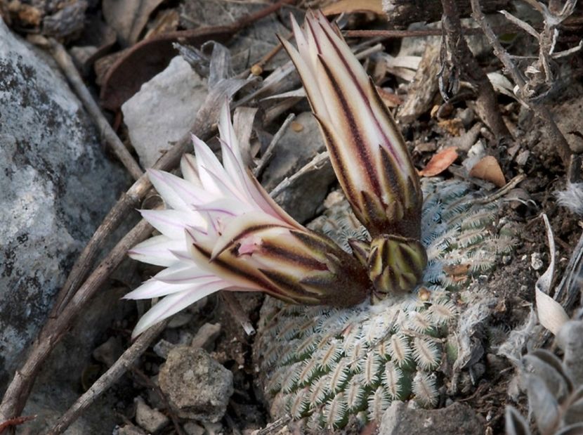  - Turbinicarpus Pseudopectinatus