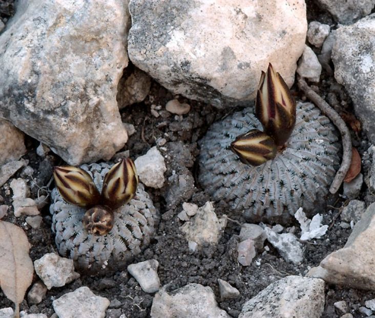  - Turbinicarpus Pseudopectinatus