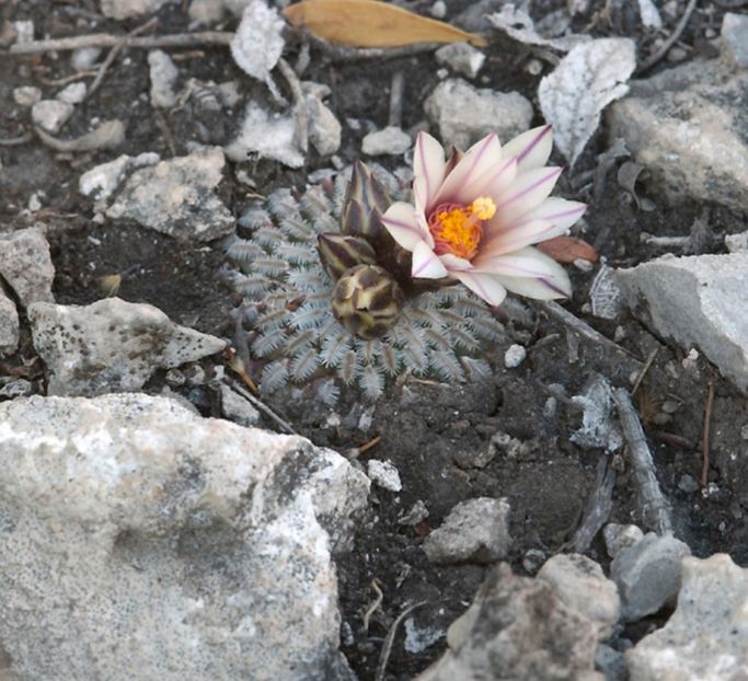  - Turbinicarpus Pseudopectinatus