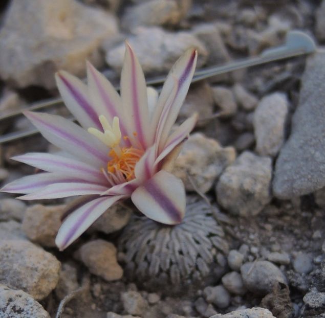  - Turbinicarpus Pseudopectinatus