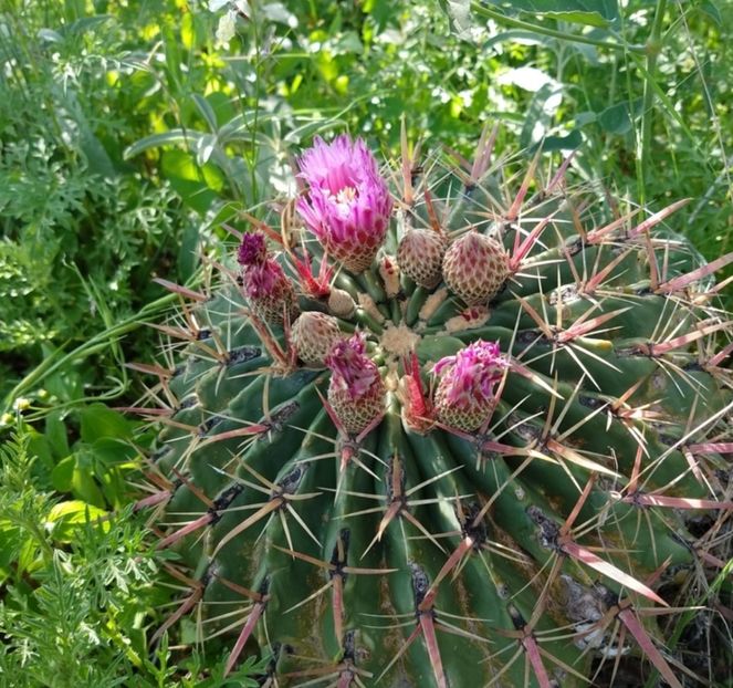 - Ferocactus Latispinus