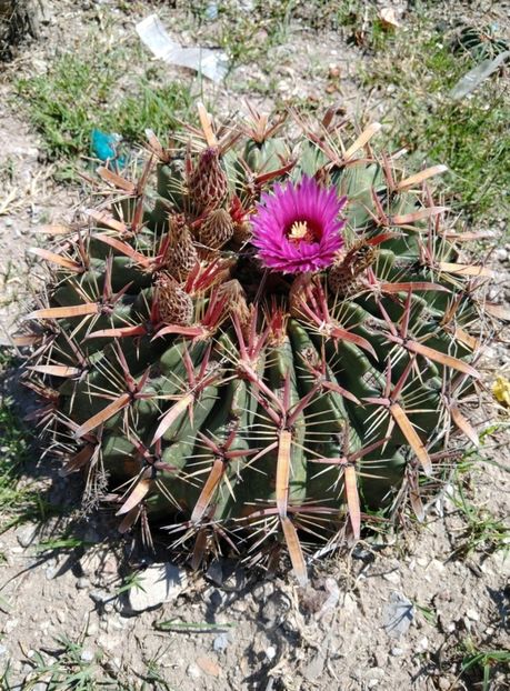  - Ferocactus Latispinus