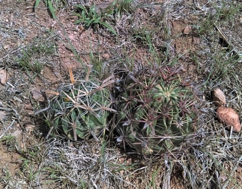  - Ferocactus Latispinus