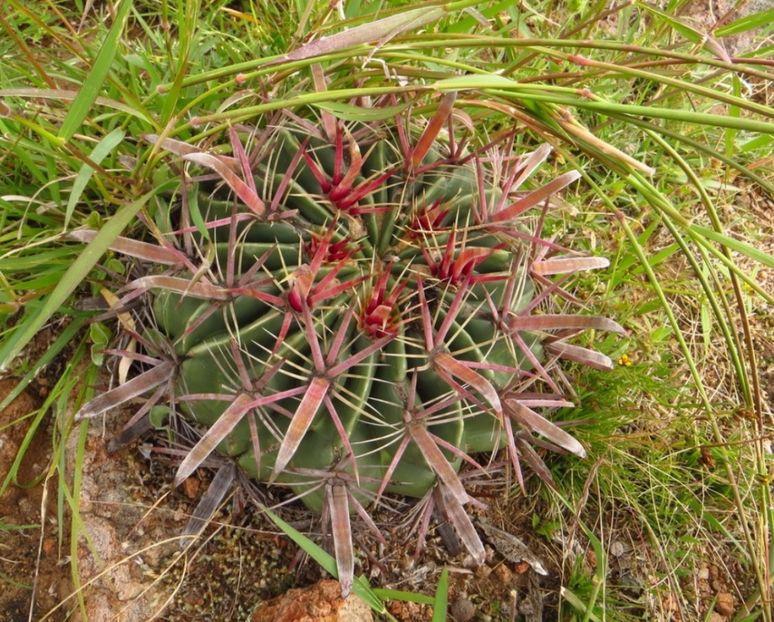  - Ferocactus Latispinus