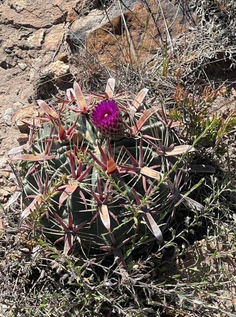  - Ferocactus Latispinus