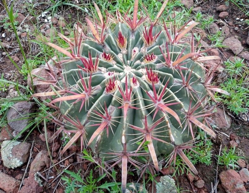  - Ferocactus Latispinus