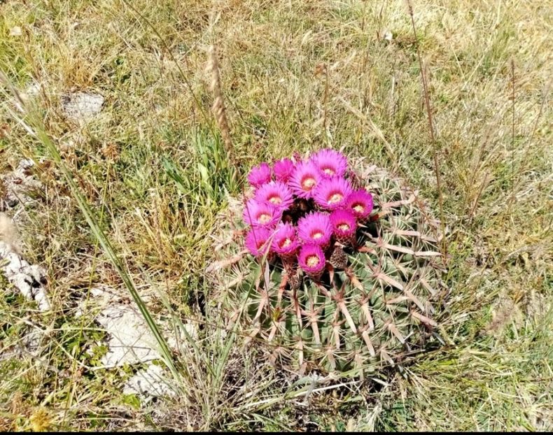  - Ferocactus Latispinus