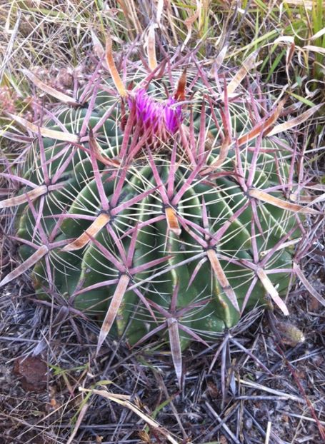  - Ferocactus Latispinus