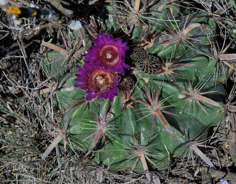  - Ferocactus Latispinus