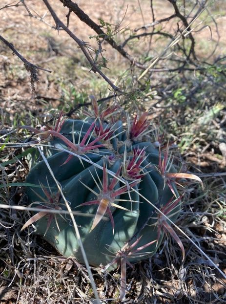  - Ferocactus Latispinus