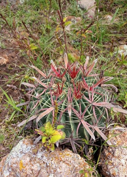  - Ferocactus Latispinus