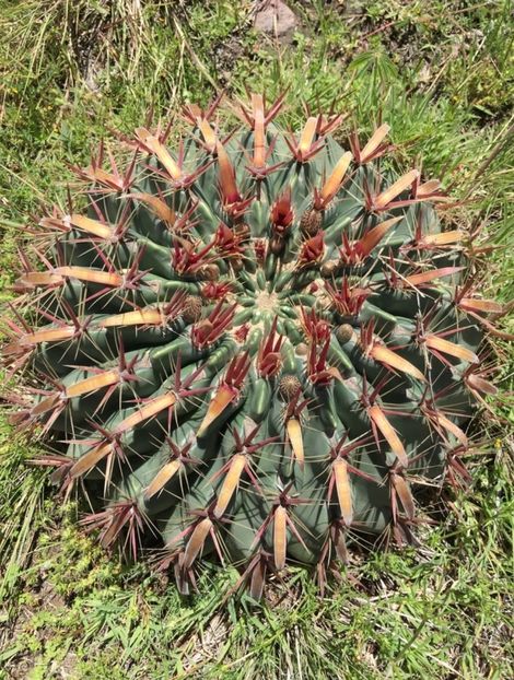  - Ferocactus Latispinus