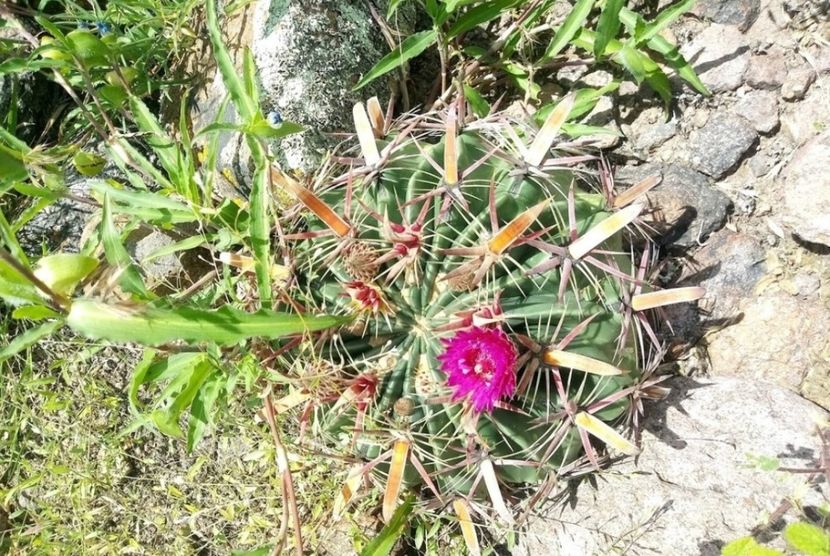  - Ferocactus Latispinus