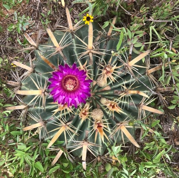  - Ferocactus Latispinus