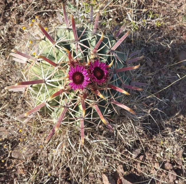  - Ferocactus Latispinus
