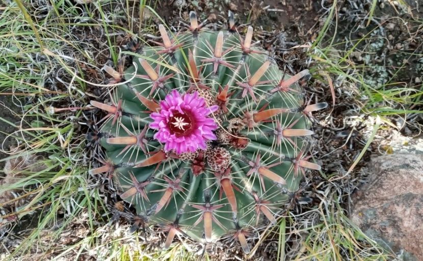  - Ferocactus Latispinus
