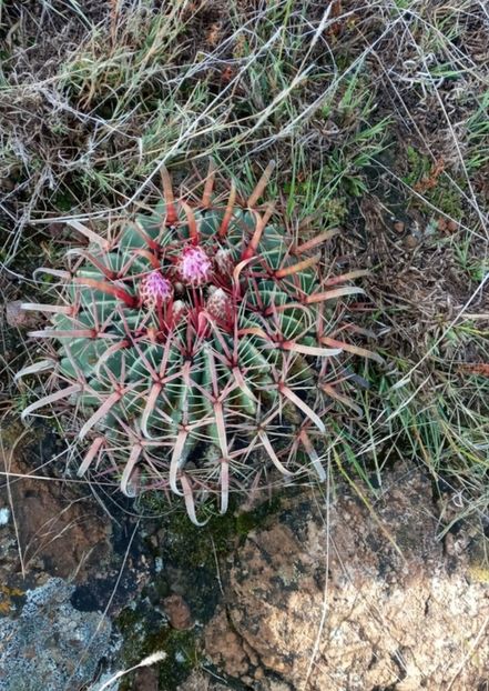  - Ferocactus Latispinus