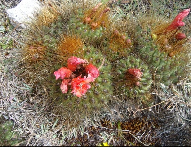  - Matucana Aurantica