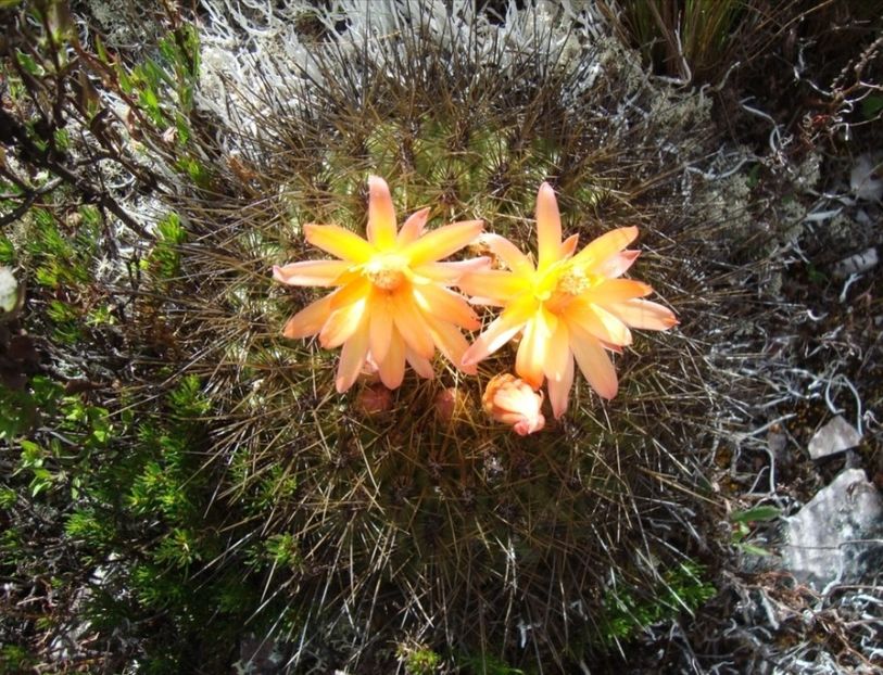  - Matucana Aurantica