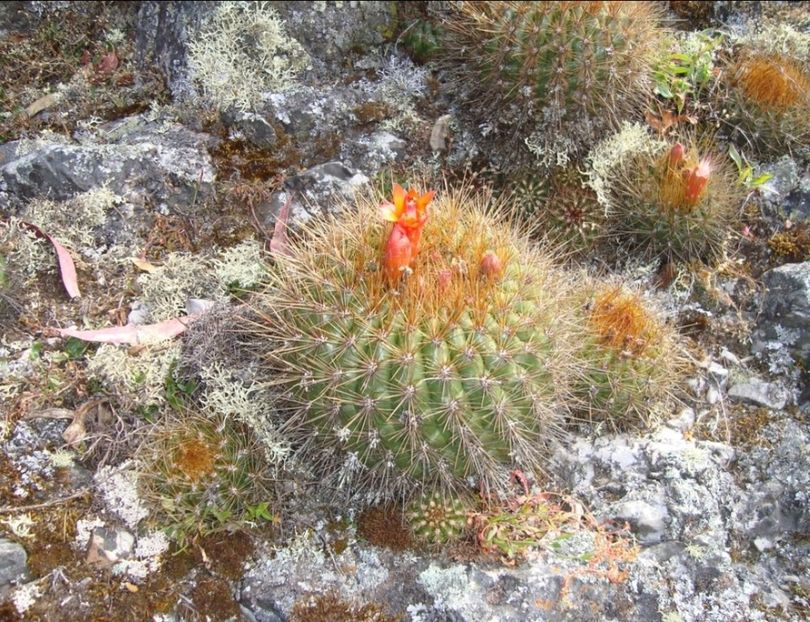  - Matucana Aurantica