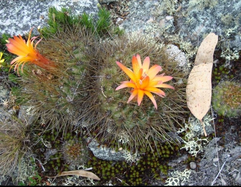  - Matucana Aurantica