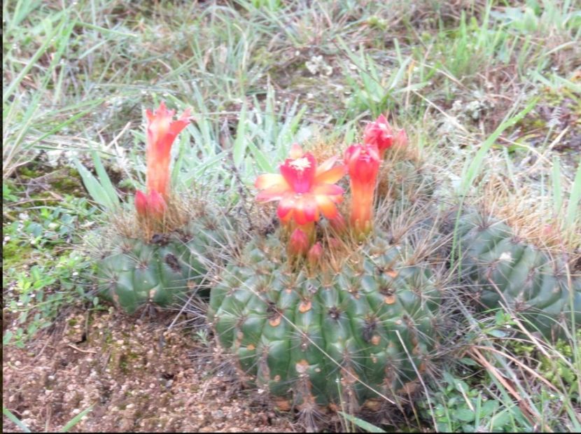  - Matucana Aurantica