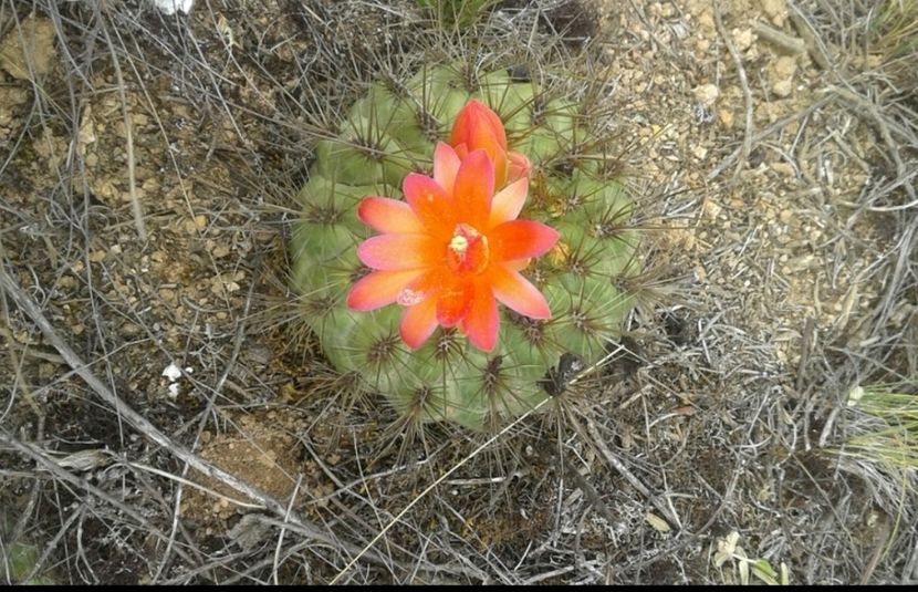  - Matucana Aurantica