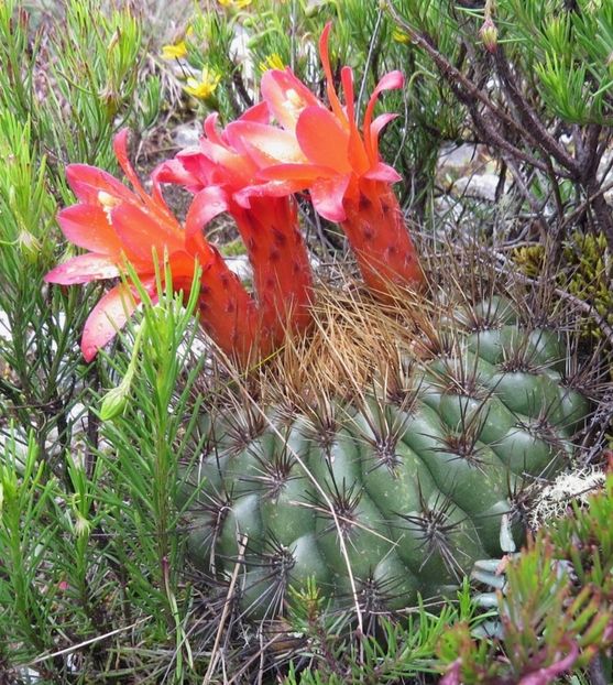  - Matucana Aurantica