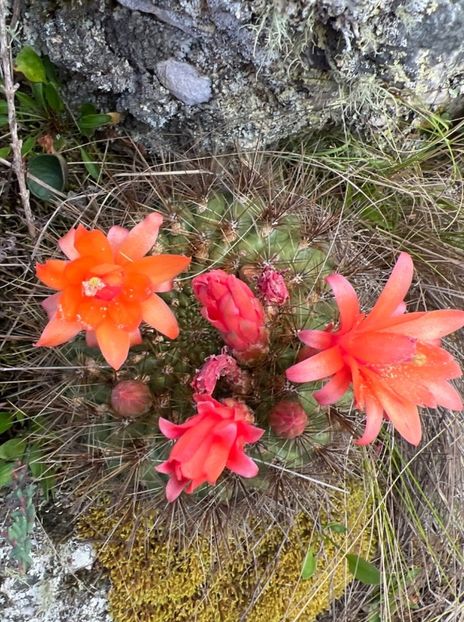  - Matucana Aurantica