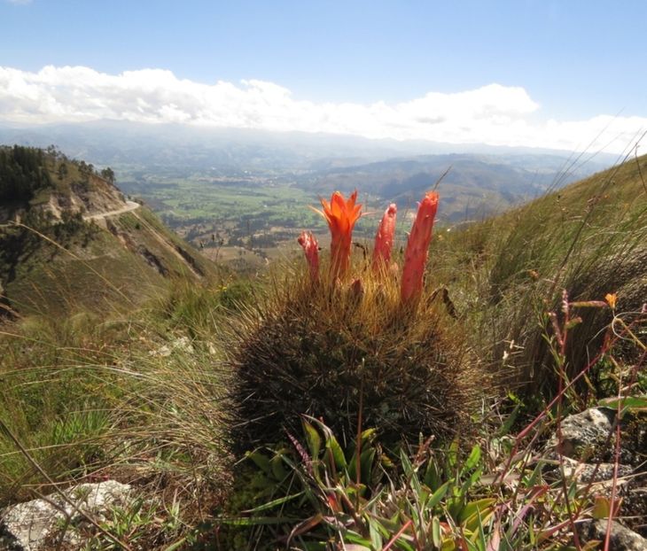  - Matucana Aurantica