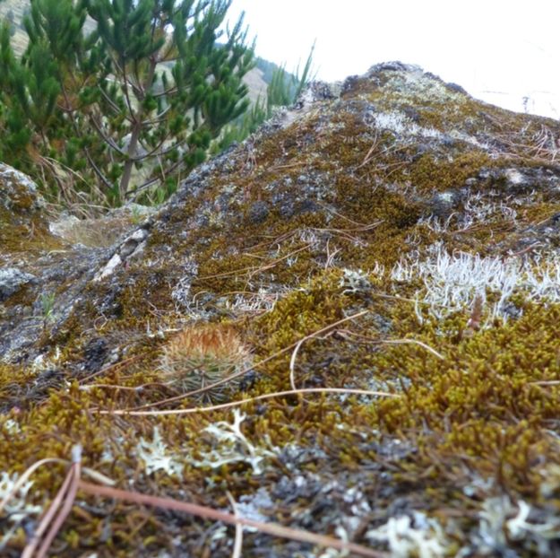  - Matucana Aurantica