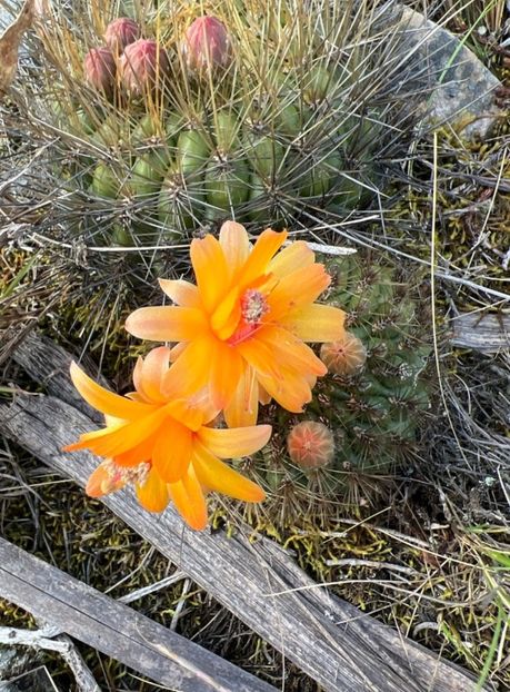  - Matucana Aurantica