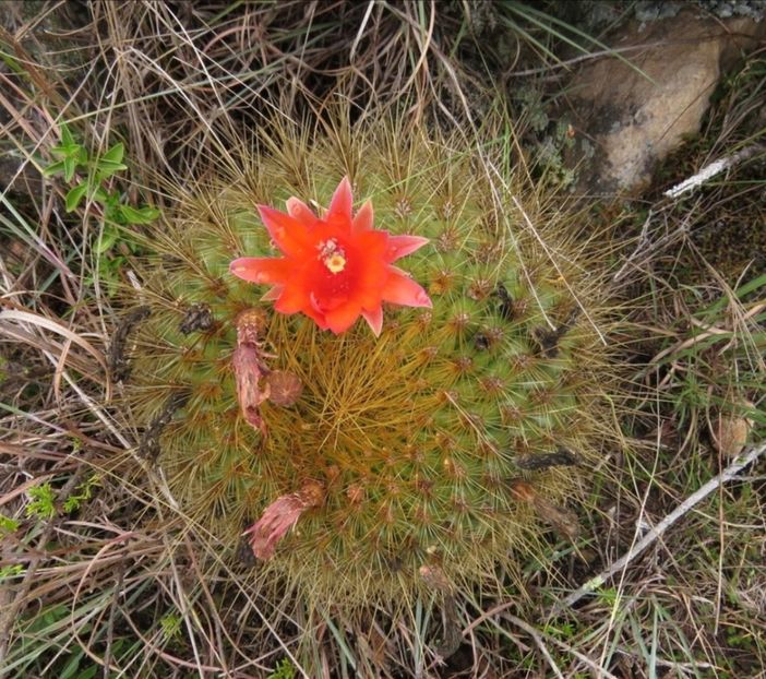  - Matucana Aurantica