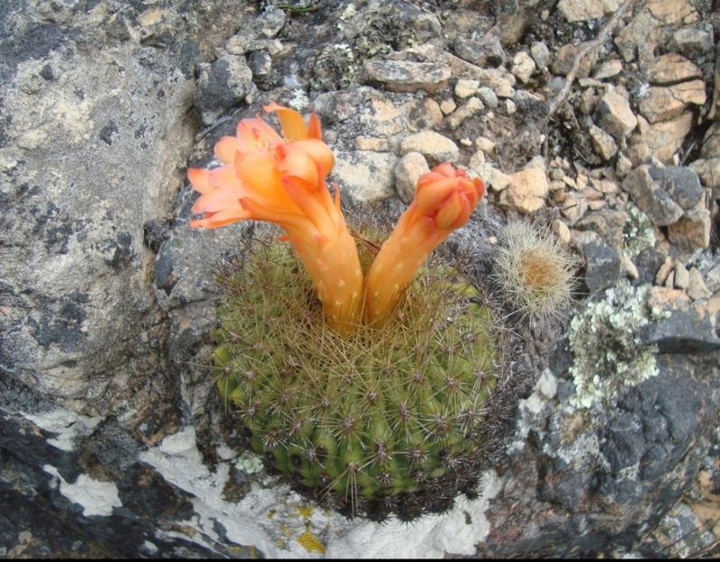  - Matucana Aurantica