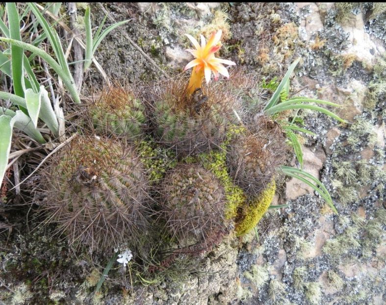  - Matucana Aurantica