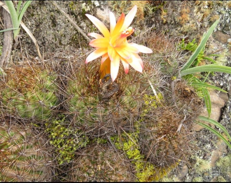  - Matucana Aurantica