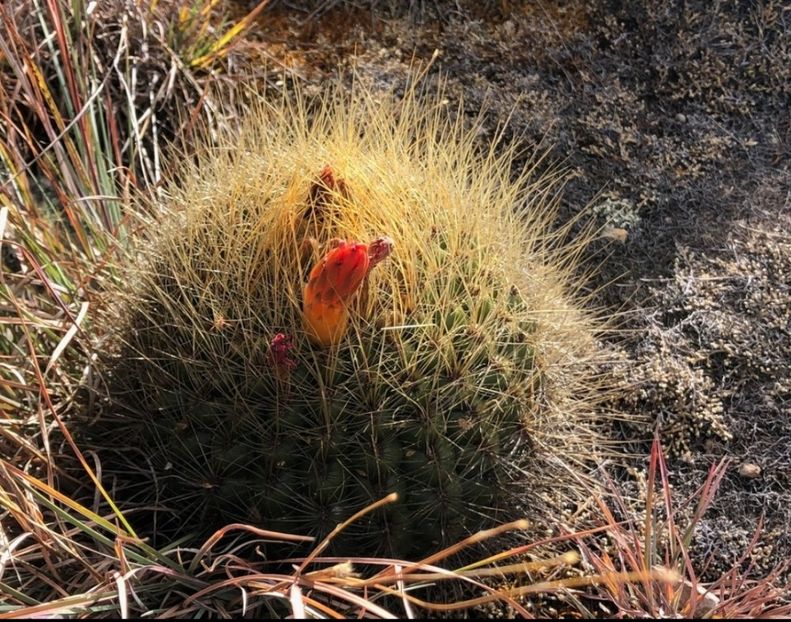  - Matucana Aurantica