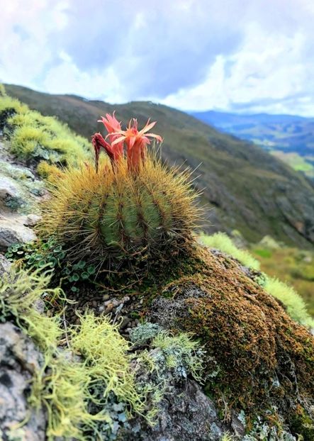  - Matucana Aurantica
