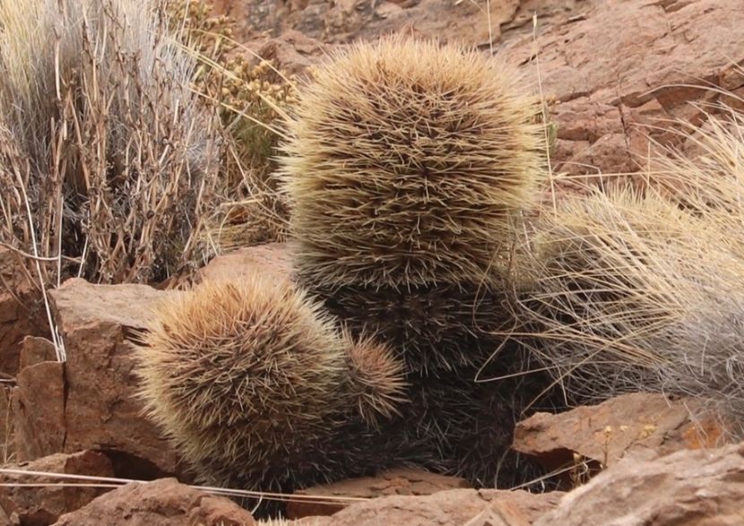  - Matucana Aurantica