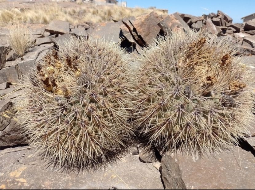  - Matucana Aurantica