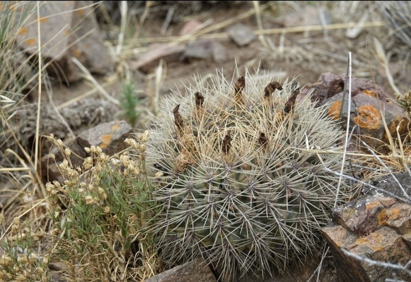  - Matucana Aurantica