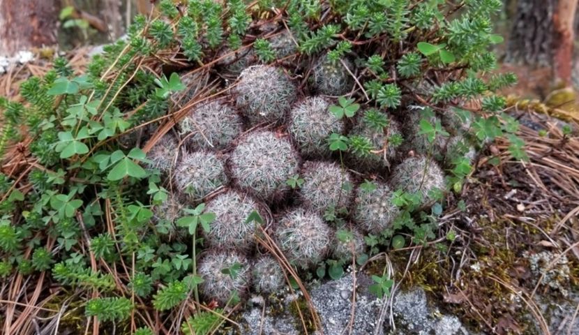  - Mammillaria Deherdtiana