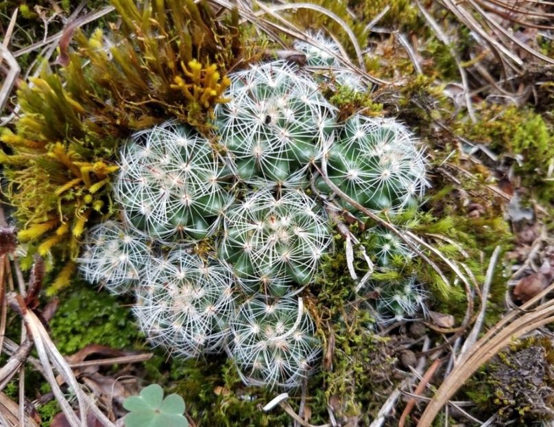  - Mammillaria Deherdtiana