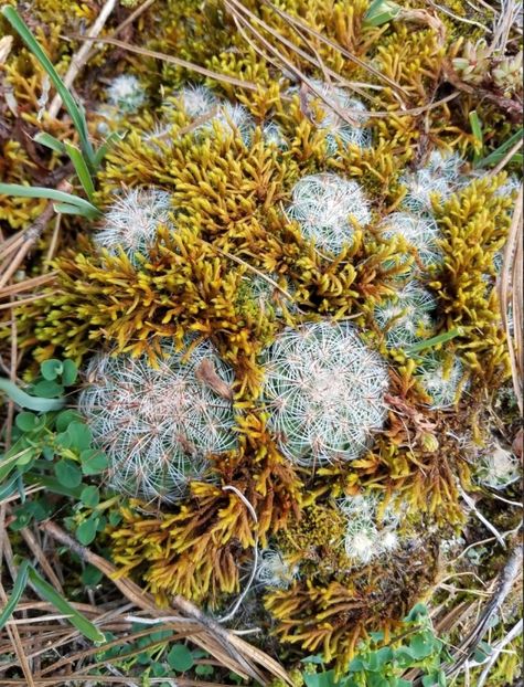 - Mammillaria Deherdtiana
