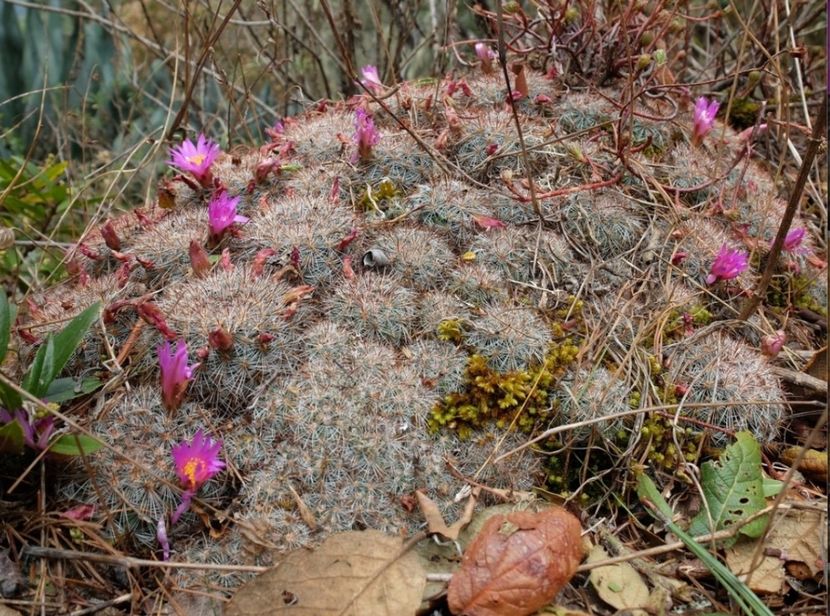  - Mammillaria Deherdtiana