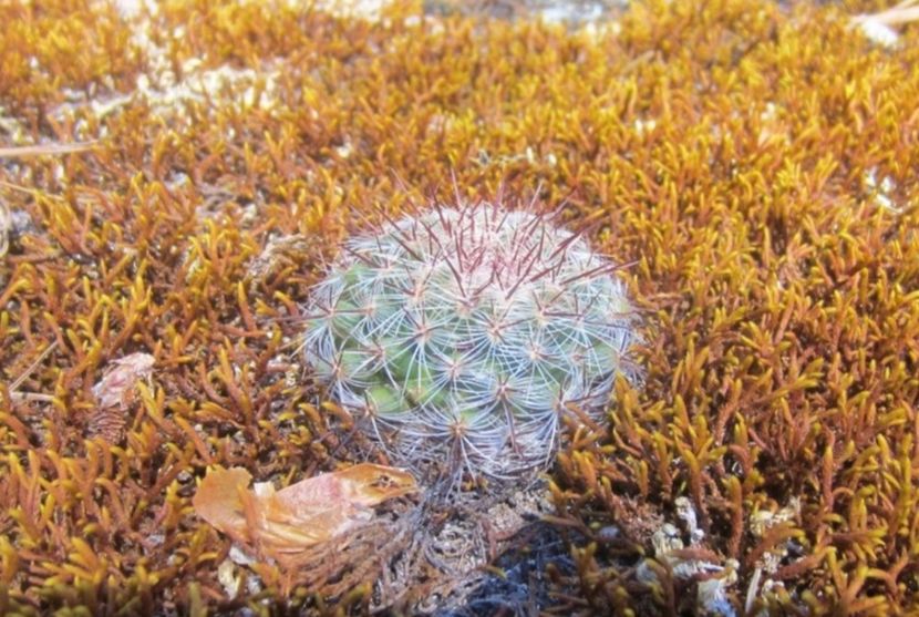  - Mammillaria Deherdtiana