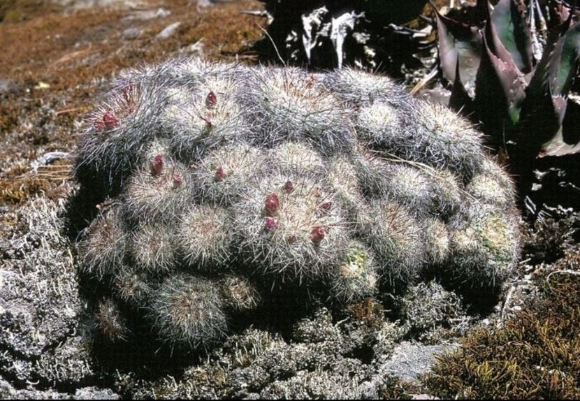  - Mammillaria Deherdtiana